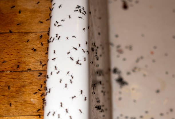 Wasp Removal Services in Le Grand, CA