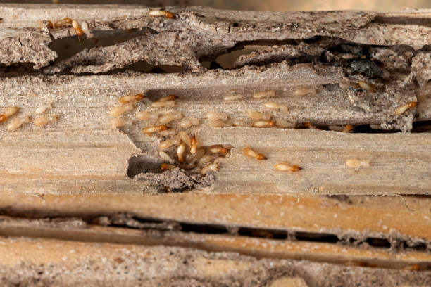 Best Bed Bug Extermination  in Le Grand, CA