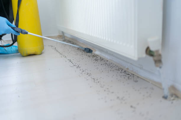 Best Termite Control Services  in Le Grand, CA